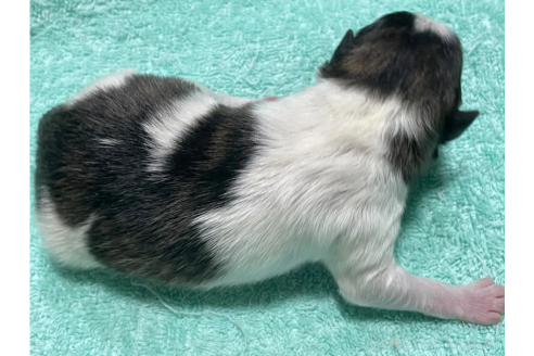 成約済の埼玉県のポメラニアン-377342の2枚目